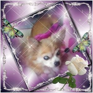 Meet your Posher, Shelly